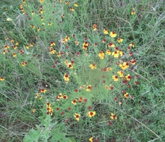 Helenium amarum badium
