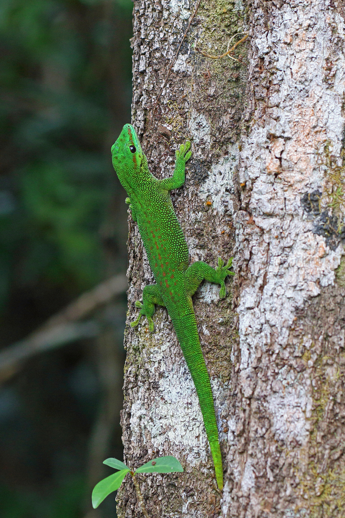 Gecko diurne de Madagascar (Phelsuma madagascariensis)