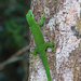 Madagascar Day Gecko - Photo (c) Nigel Voaden, some rights reserved (CC BY)