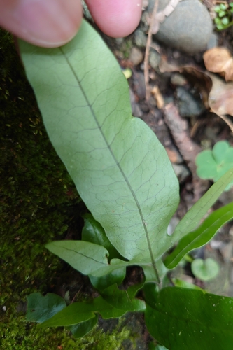 Image of Broad-Pinna Colysis (Leptochilus ellipticus) by (c) 如此甚好, some rights reserved (CC BY)