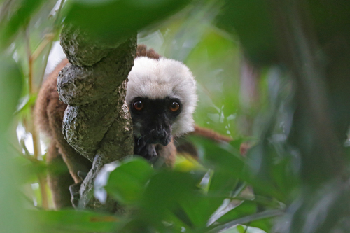 Eulemur albifrons