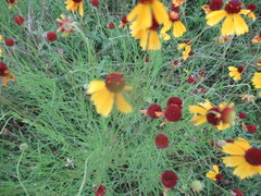 Helenium amarum badium