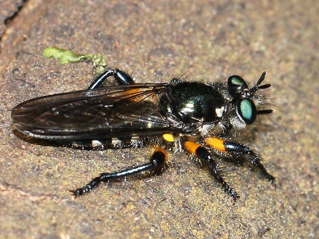 Laphria rufifemorata