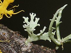 Ramalina fissa