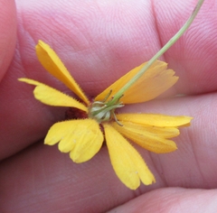 Helenium amarum badium
