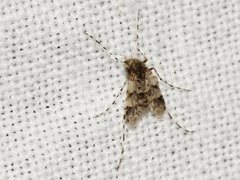 Ablabesmyia notabilis