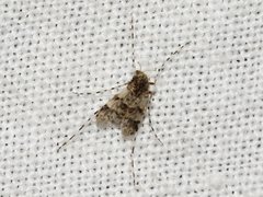 Ablabesmyia notabilis