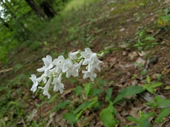 Penstemon tubaeflorus