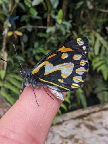 Delias eichhorni