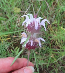 Monarda clinopodioides