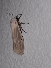 Creatonotos transiens vacillans