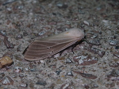 Creatonotos transiens vacillans