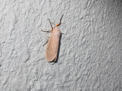 Creatonotos transiens vacillans