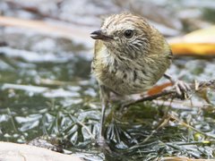 Striated Thornbill photo 4
