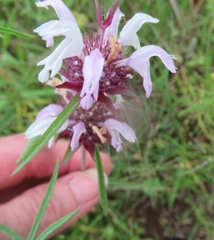 Monarda clinopodioides