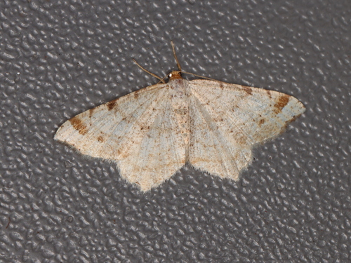Red-headed Inchworm Moth photo 4