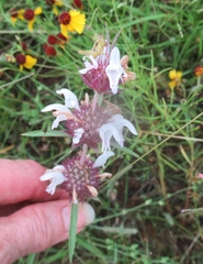 Monarda clinopodioides