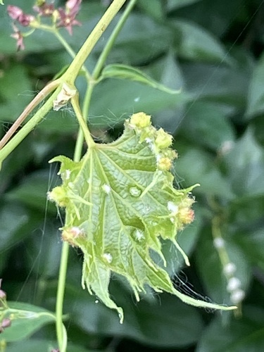 Grape Phylloxera photo 4