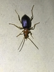 Brachinus adustipennis