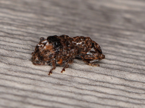 Plum Curculio photo 5