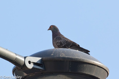 Columba livia domestica