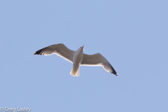 Larus michahellis