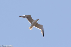 Larus michahellis