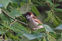 Passer domesticus