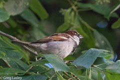 Passer domesticus