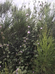 Malacothamnus densiflorus