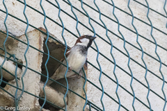 Passer domesticus