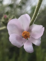 Malacothamnus densiflorus