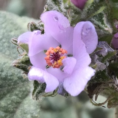 Malacothamnus densiflorus