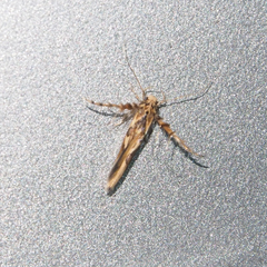 Stathmopoda stimulata