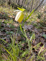 Lilioceris faldermanni