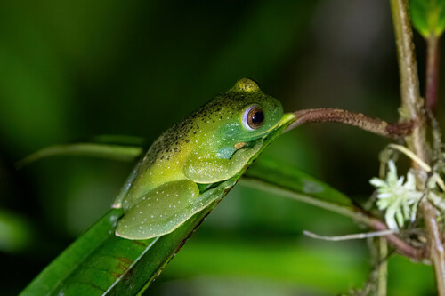 Roque Treefrog, Hyloscirtus phyllognathus