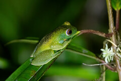 Roque Tree Frog