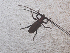 Aegolipton marginale