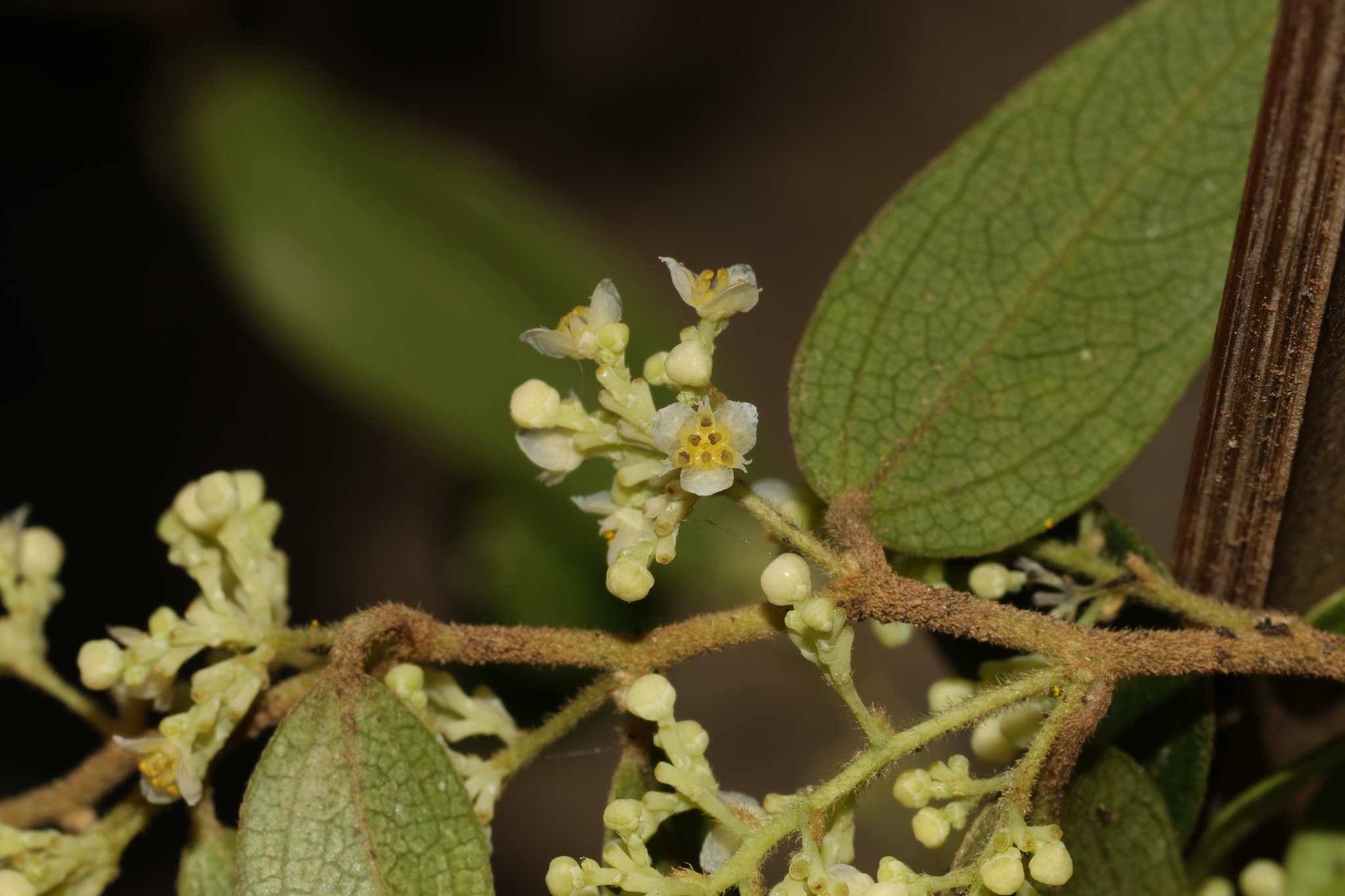 Nephroia