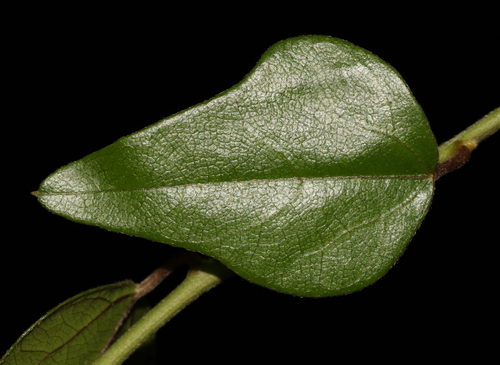 Nephroia orbiculata
