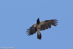 Corvus cornix