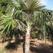 Cayman Silver Thatch Palm - Photo (c) scott.zona, some rights reserved (CC BY-NC)