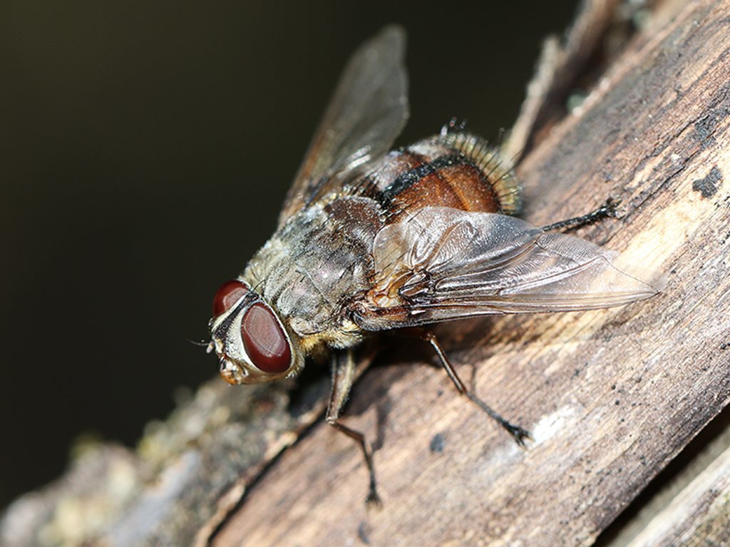 Rutilia analoga