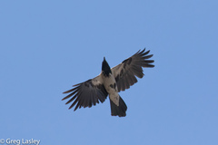 Corvus cornix