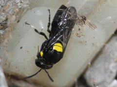 Hylaeus nubilosus