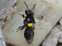 Hylaeus nubilosus