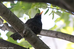 Turdus merula