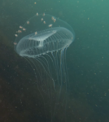 Hyperiidae
