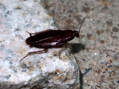 Hebardina concinna