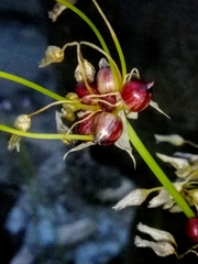 Allium roseum roseum